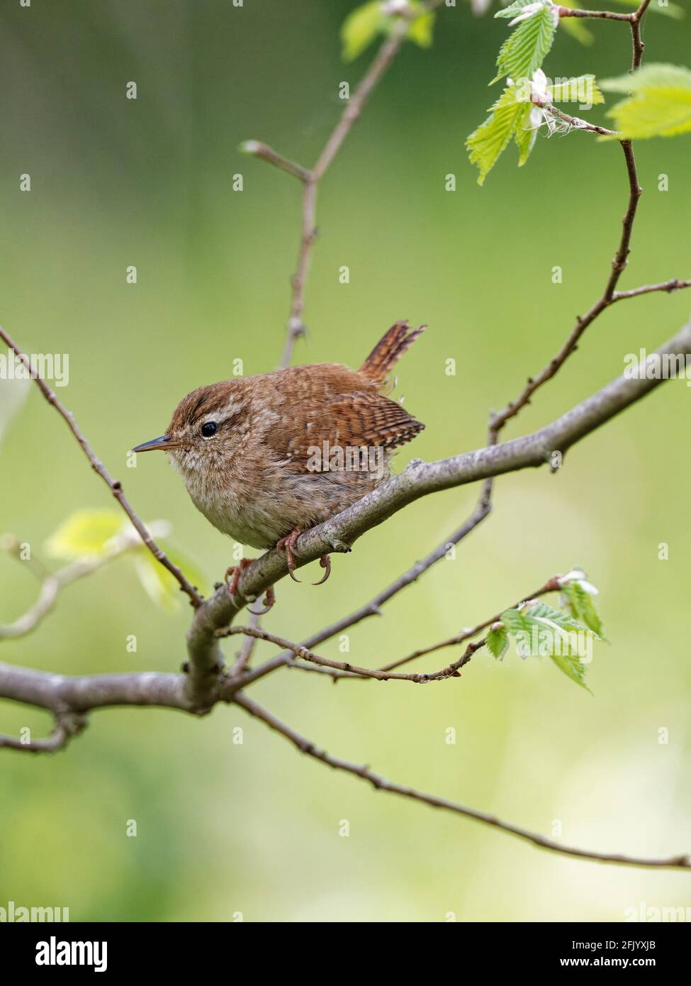 Ein Wren (Troglodytes troglodytes), der auf einem Zweig vor grünem Hintergrund in Big Pool Wood, einem Wildlife Trust Reservat in Gronant, Nordwales, thront. Stockfoto