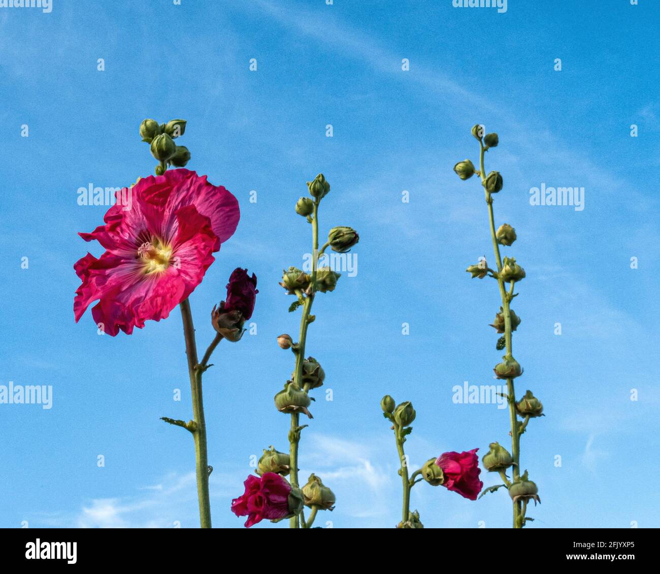 Pink Hollyhock Flower, Alcea, gegen einen bue-Himmel. Malvenfamilie, Malvaceae Stockfoto