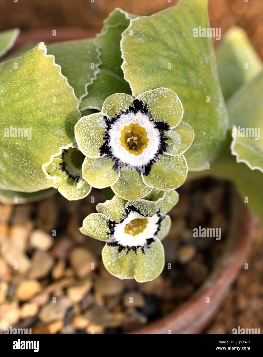 Nahaufnahme der Blume der Primula Auricula Sarah Lodge. Stockfoto