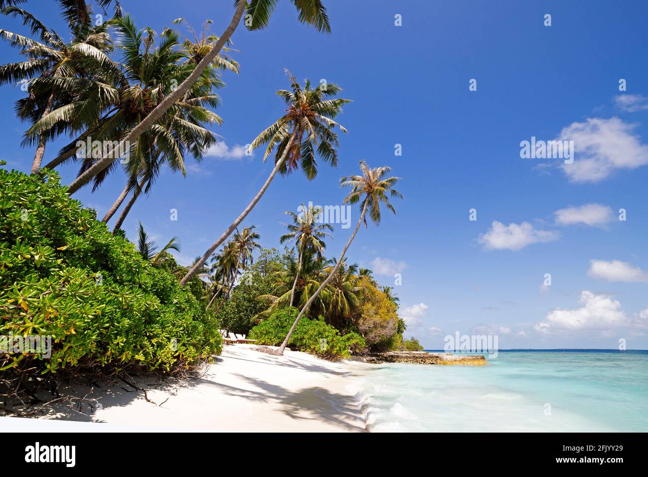 Coconut Palms und Mangroves am Strand von Bandos Island auf den Malediven. Die Malediven sind ein beliebtes tropisches Urlaubsziel im Indischen Ozean. Stockfoto