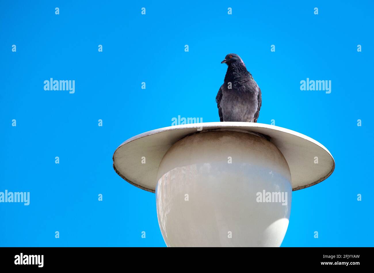 Die Taube sitzt auf einer Laterne gegen den klaren blauen Himmel. Stadttaube, die auf einer weißen Straßenlaterne im Park sitzt. Stockfoto