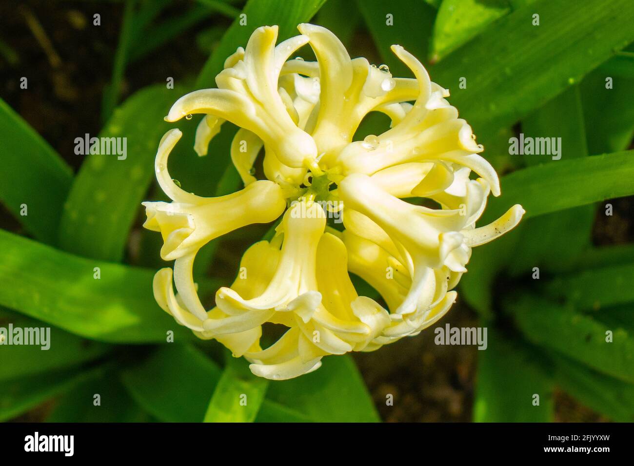 Gelbe Hyazinthe-Blume Stockfoto