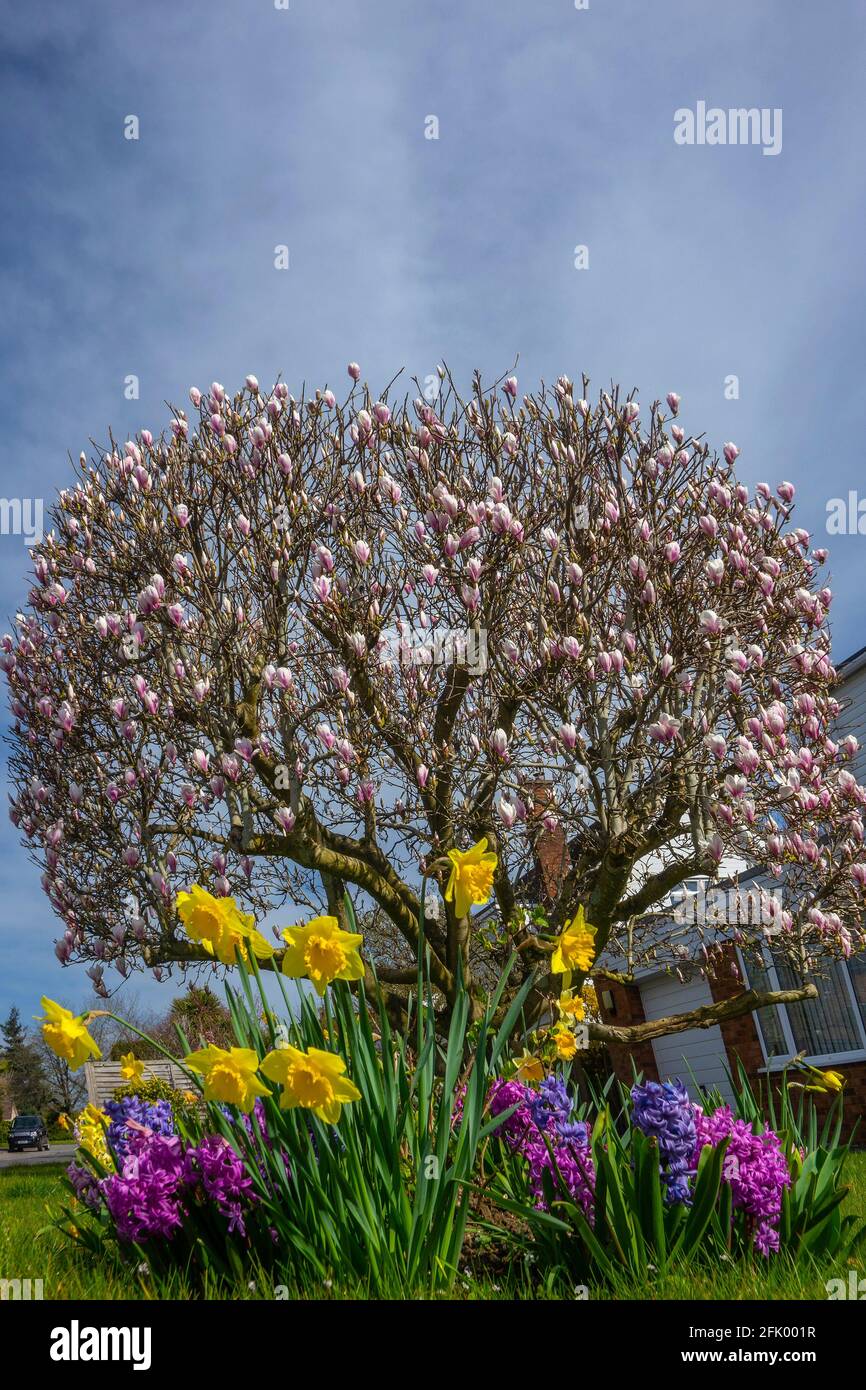 Frühlingsfarben, Magnolien, Narzissen und Hyazinthen Stockfoto