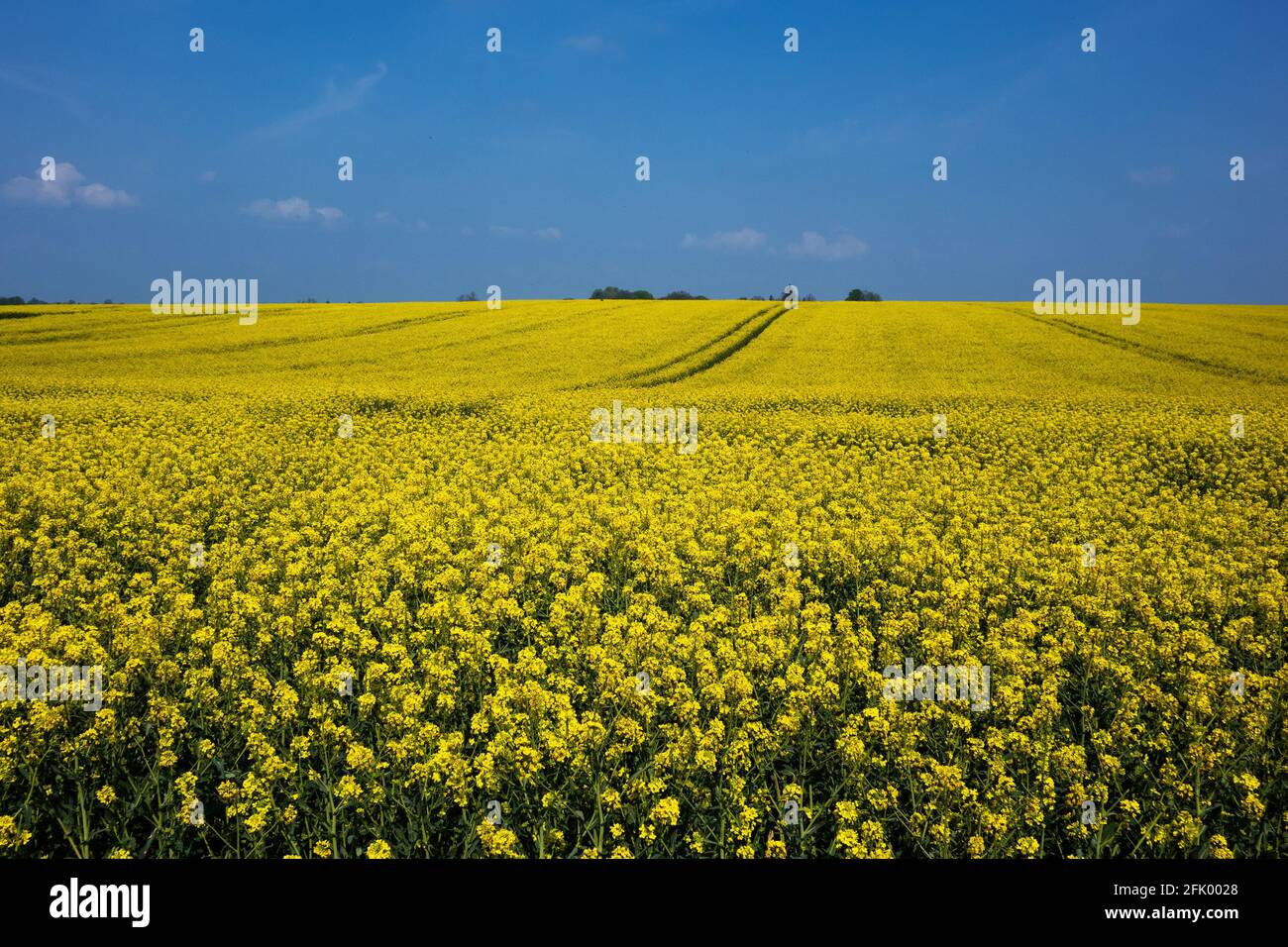 Rapsfeld und blauer Himmel Stockfoto