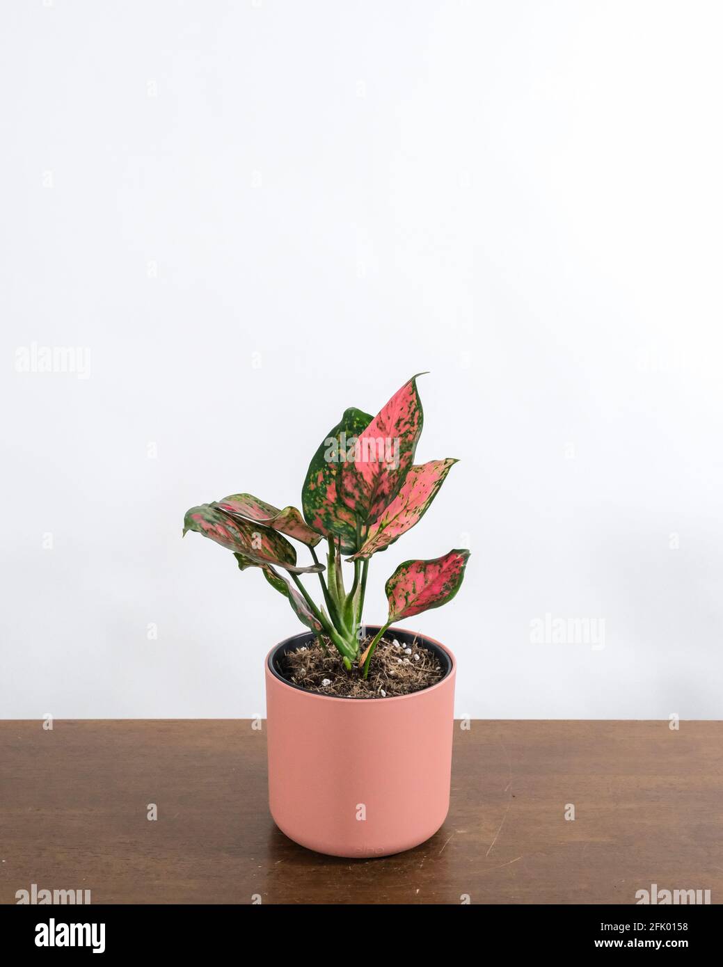 Nahaufnahme von Gummibaum Rubinrot dunkelgrne Bltter gesplt Mit Rosa und  Creme Stockfotografie - Alamy
