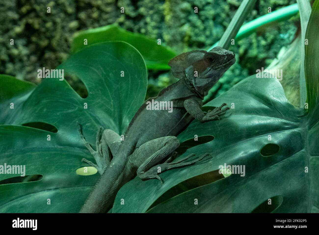 Ein brauner Basilisk (Basiliscus vittatus) oder die gemeine oder gestreifte Basiliskeneidechse auf einem großen Blatt im Regenwald. Stockfoto
