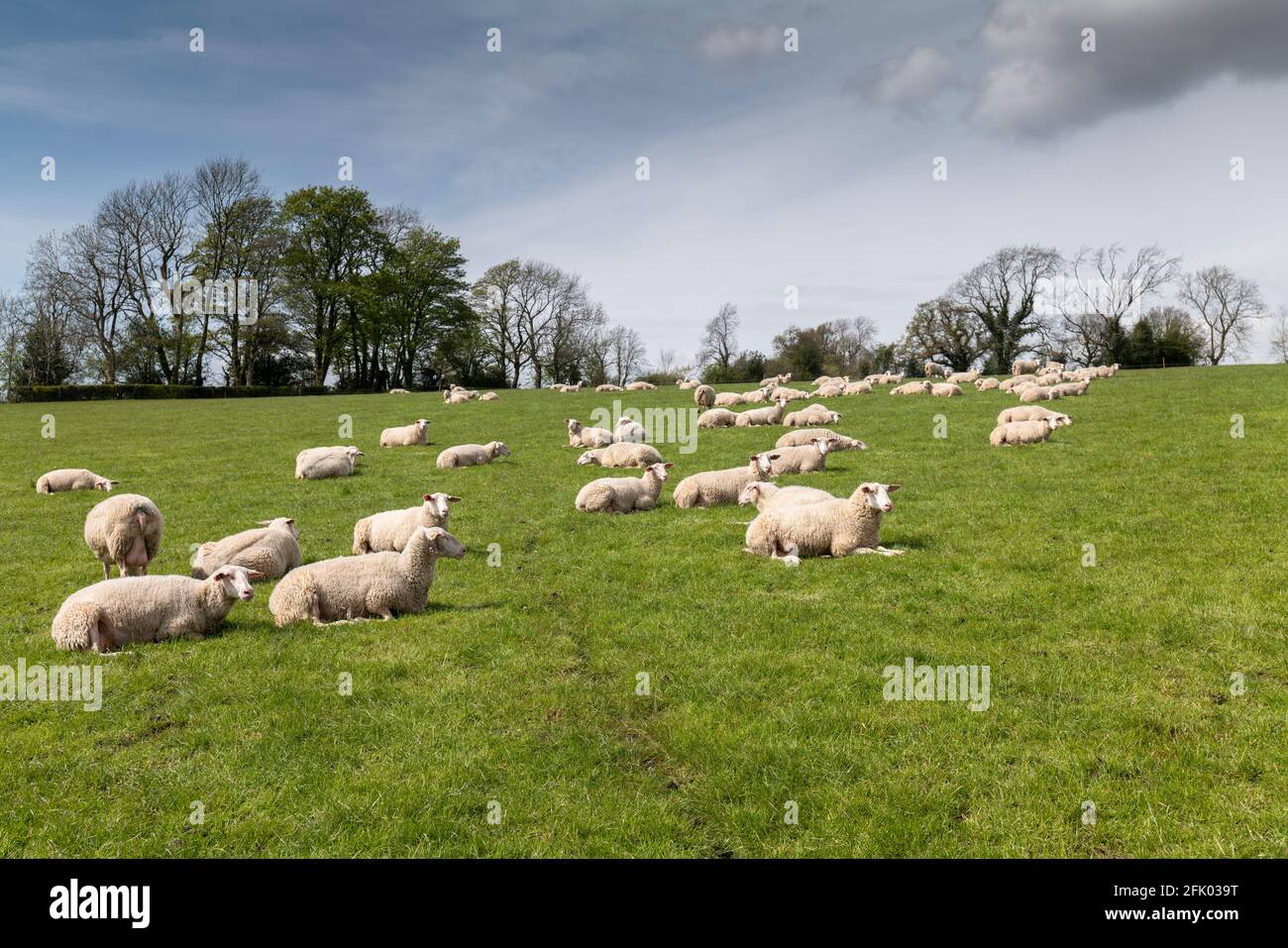 Erwartungsvolle Schafe warten auf ihre Lämmer, Ribble Valley, Lancashire, Großbritannien. Stockfoto