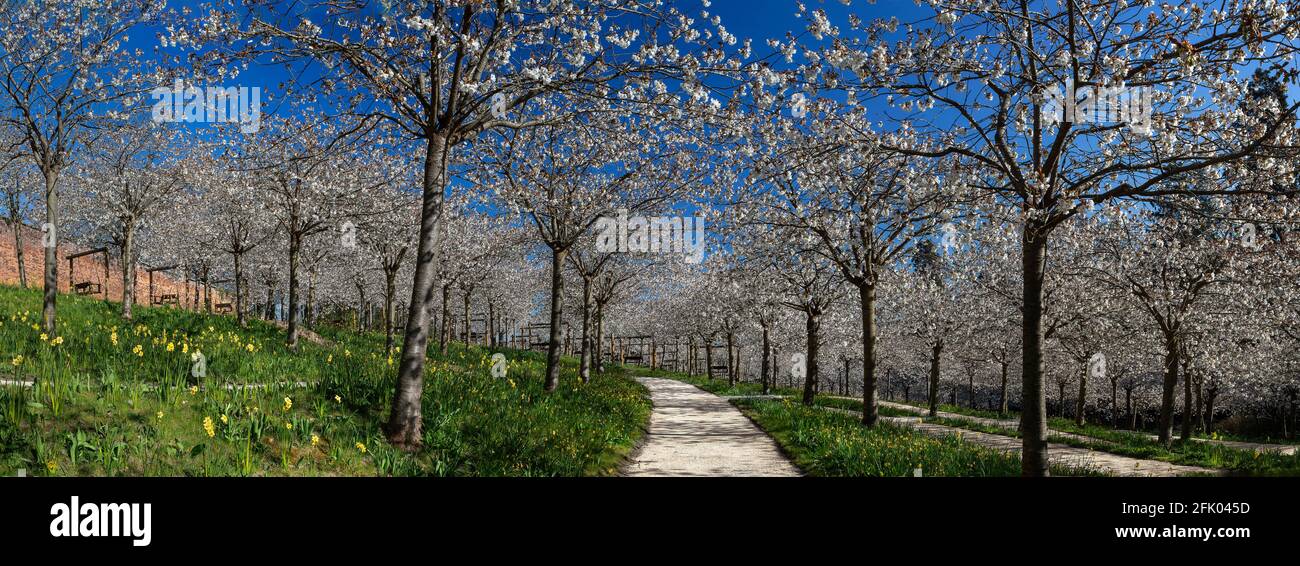 Taihaku Kirschblüten in voller Blüte im Alnwick Garden, Alnwick, Northumberland, England, Vereinigtes Königreich Stockfoto