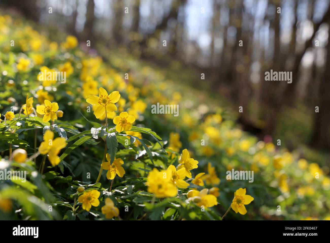 Frühlingsblumen in einem Wald, gelbe Anemone Butterblume im Sonnenlicht. Hintergrund mit lebendigen Farben der Fee Natur Stockfoto
