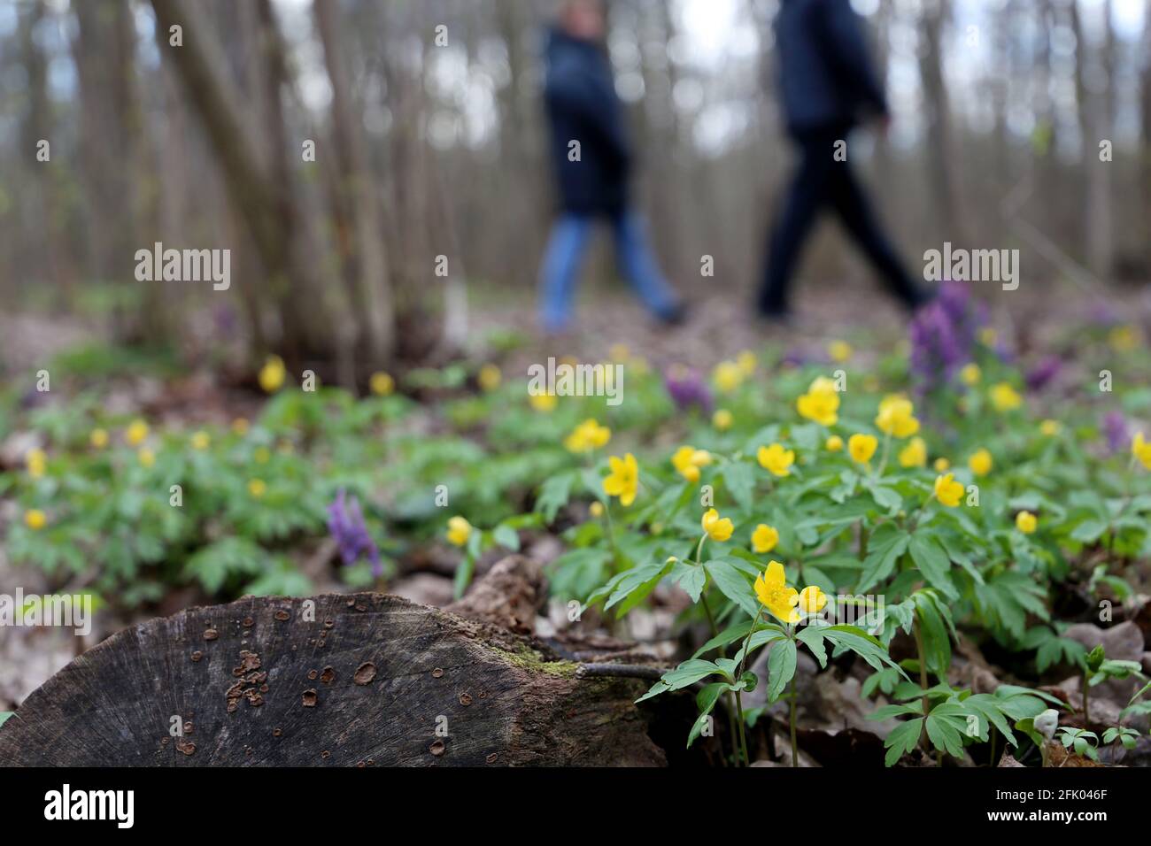 Frühlingsblumen in einem Wald, unverschämten Blick auf die Menschen zu Fuß. Gelbe Anemone-Butterblumen blühen in der Nähe des Pfades Stockfoto
