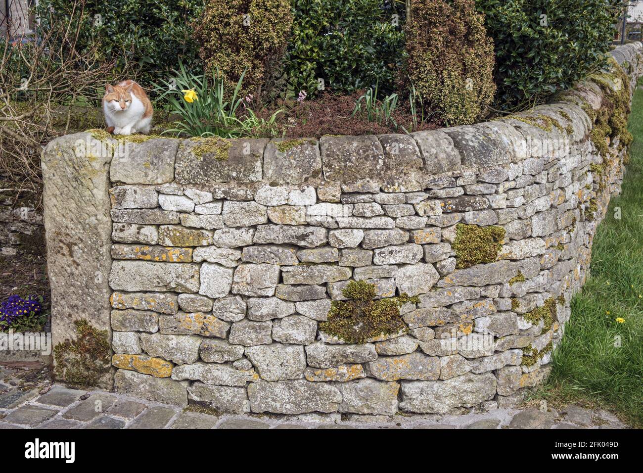 Eine Katze, die auf einer Trockensteinmauer im Dorf Biggin, Derbyshire, im Peak District sitzt Stockfoto