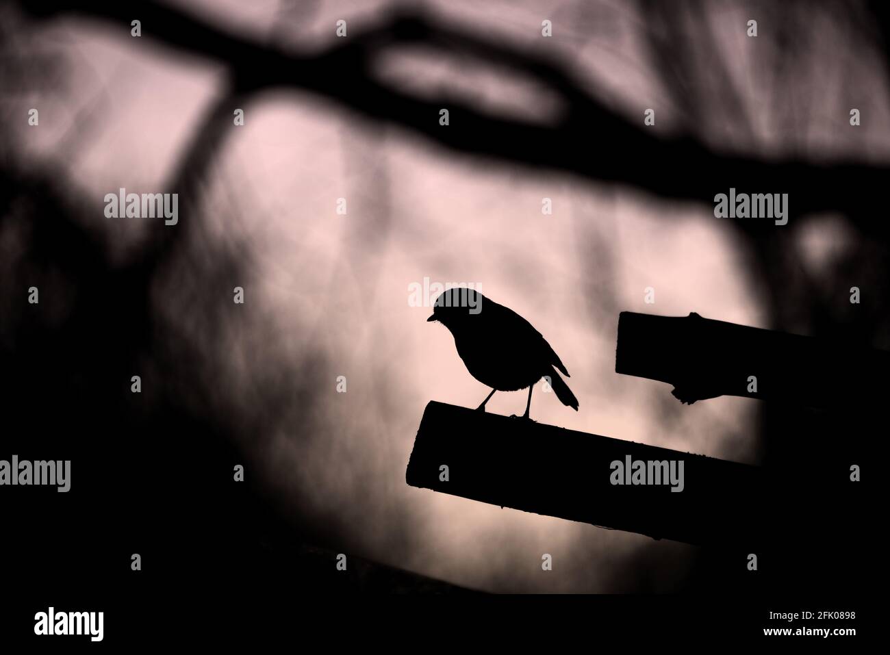 Robin Silhouette Stockfoto