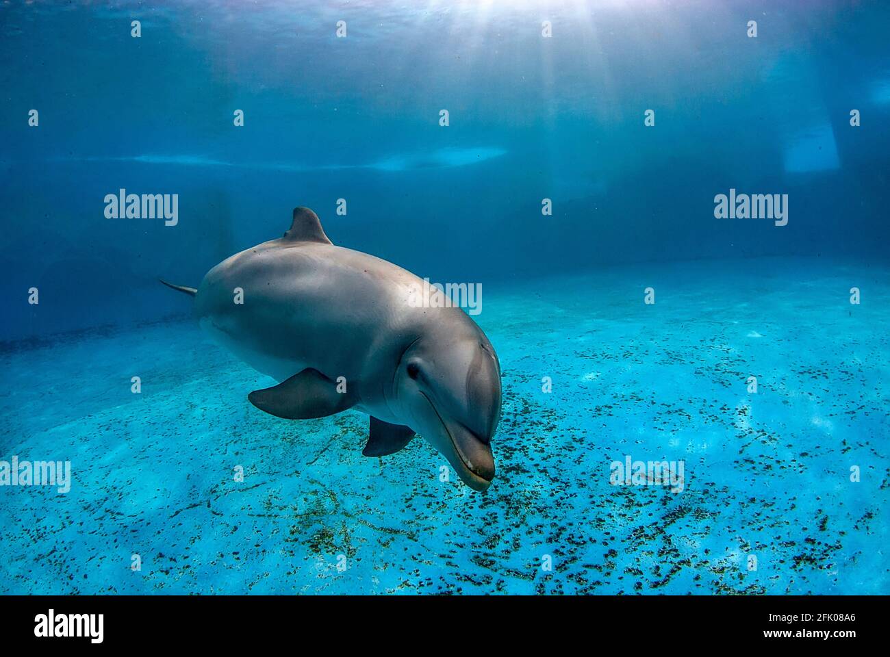 Unterwasseraufnahme eines großen Delphins (Rüben-Trunkatus) Schwimmen in einem Pool Stockfoto