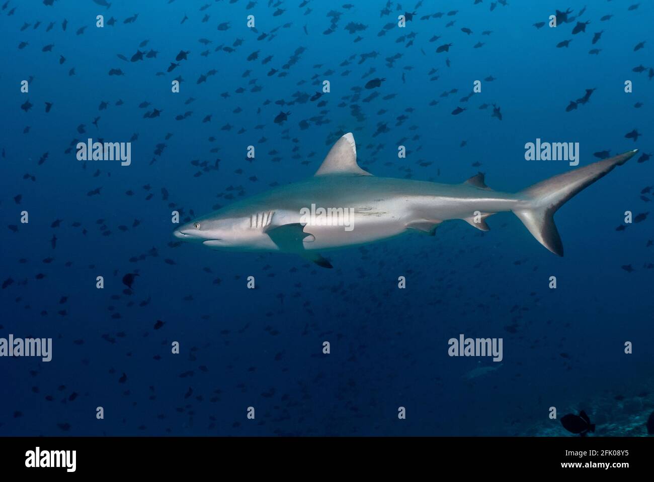 Grauer Riffhai (Carcharhinus amblyrhynchos) Schwimmen zwischen der Schule der Fische Stockfoto