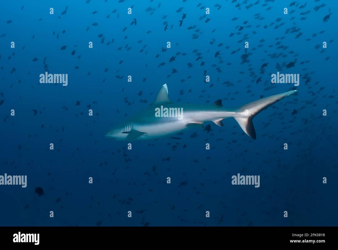 Carcharhinus amblyrhynchos (grauer Riffhai) Sich zwischen einer Fischschule zu entfernen Stockfoto