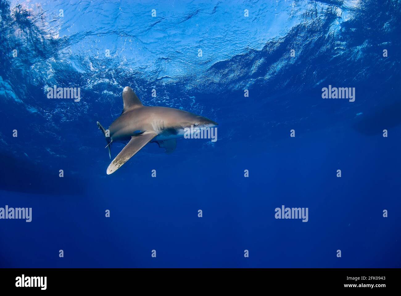 Longimanus schwimmend allein im Blau. Mehrere Boote im Hintergrund. Stockfoto