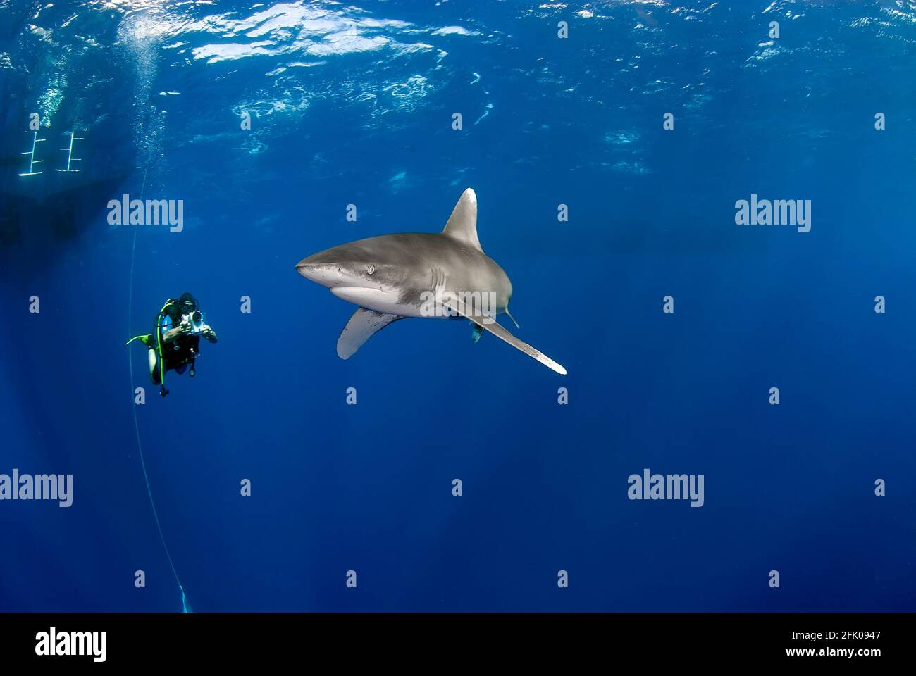 Taucher dreht einen Longimanus-Hai ganz nah. Stockfoto