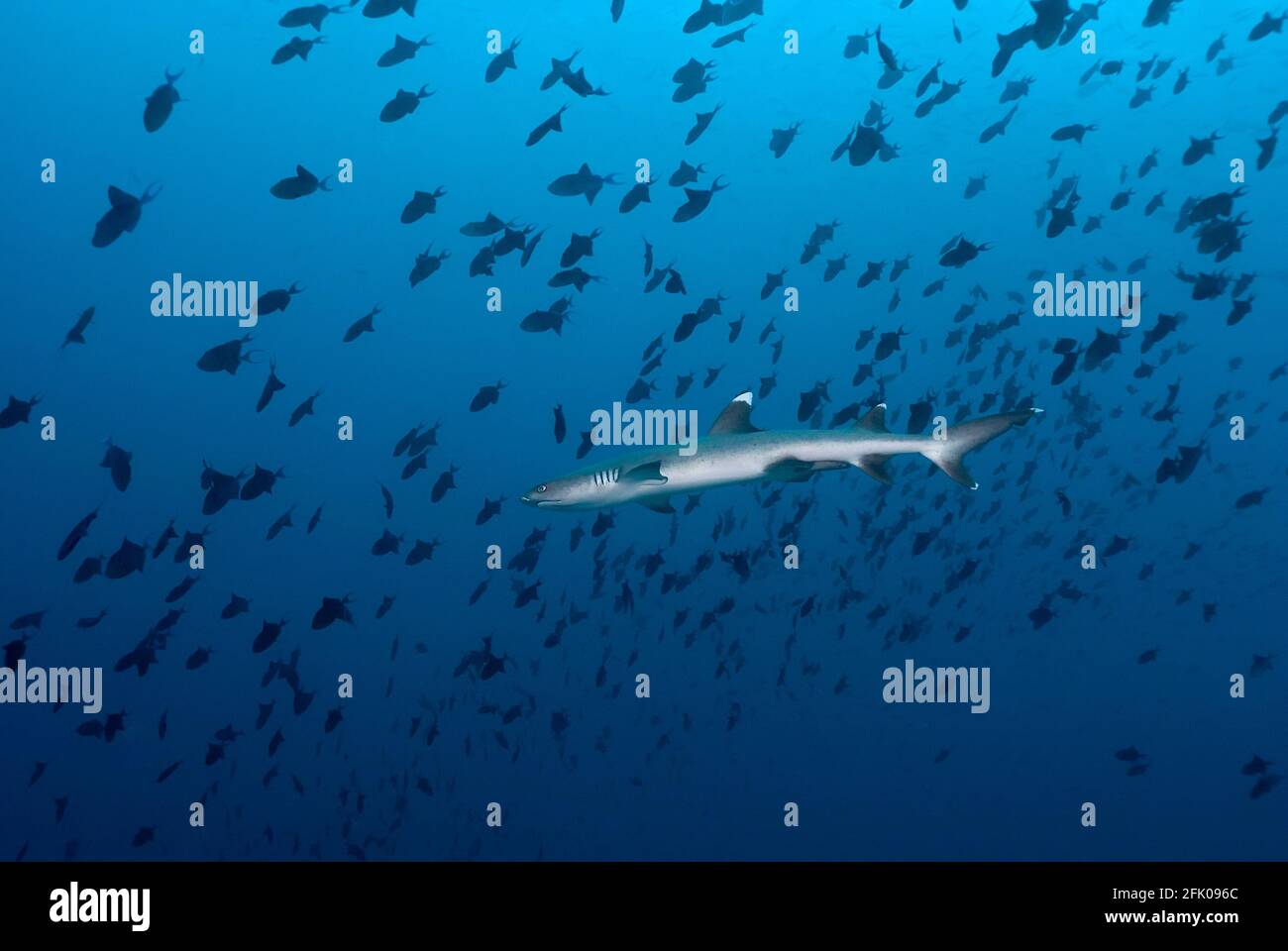 Kleiner Weißspitzenhai, der zwischen einer Fischschule schwimmt Stockfoto
