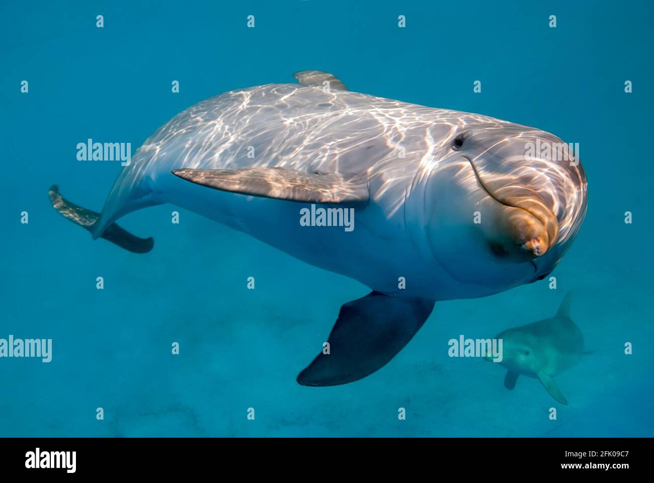 Delfine unter Wasser, einer ganz in der Nähe der Kamera Stockfoto