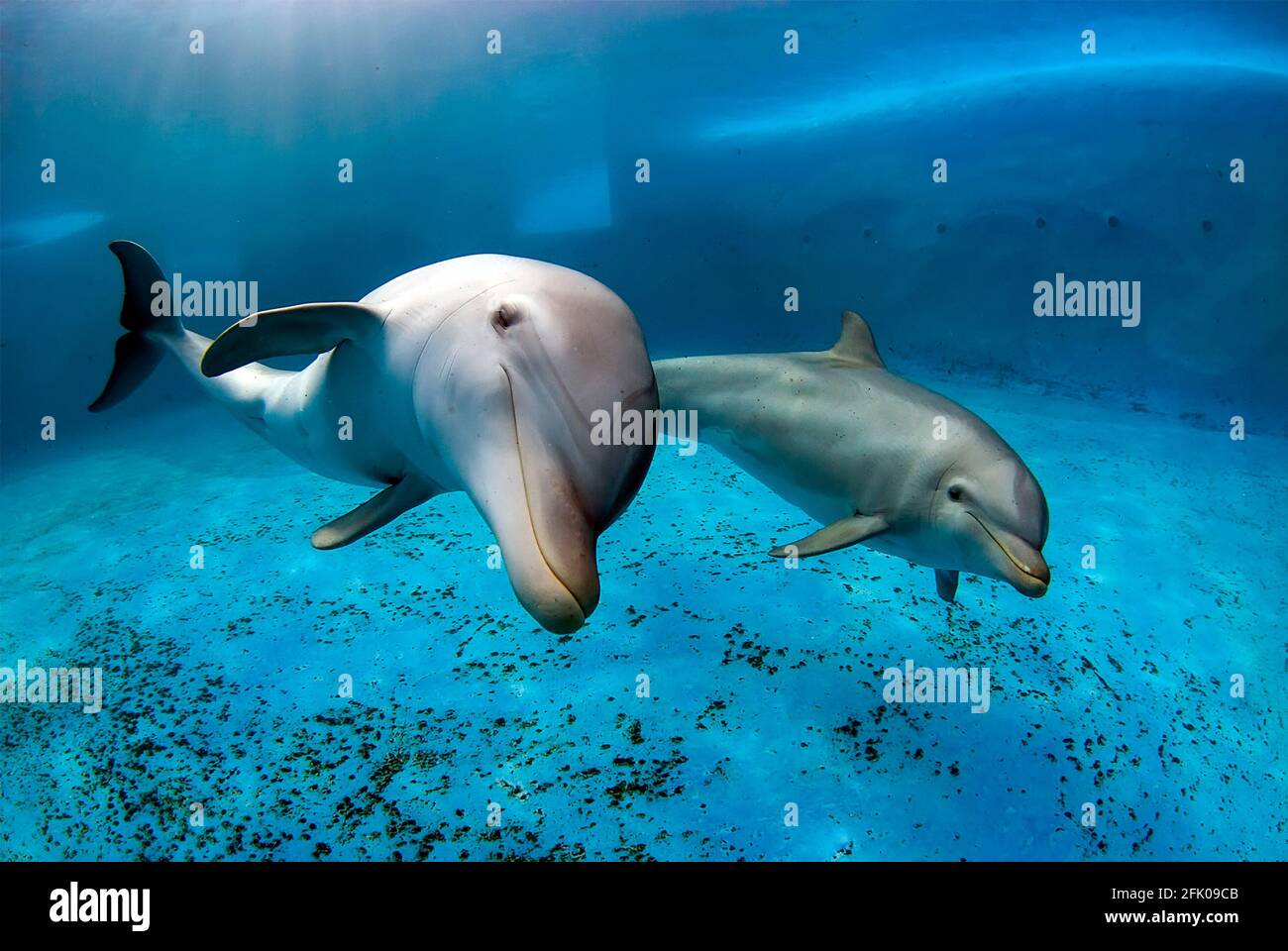 Zwei große Tümmler schwimmen in einem Pool. Unterwasseraufnahme Stockfoto