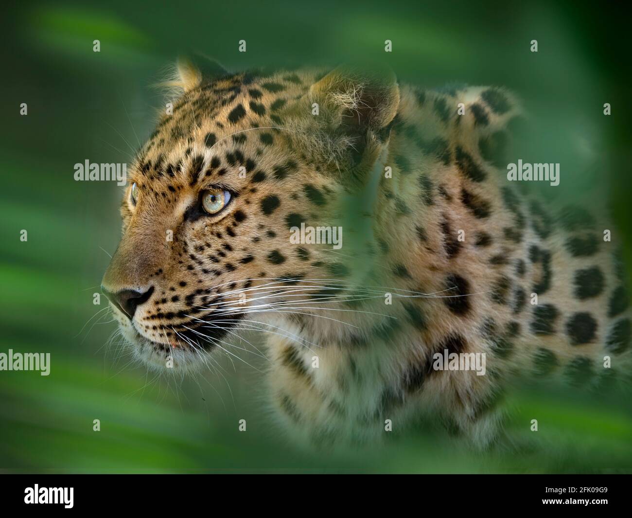 Amur Leopard Panthera pardus orientalis Stockfoto