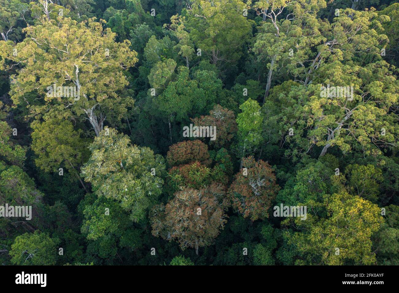 Luftaufnahme eines Waldes mit hohem Artenreichtum hoch in der Great Dividing Range in der Nähe von Gloucester, NSW, Australien. Stockfoto