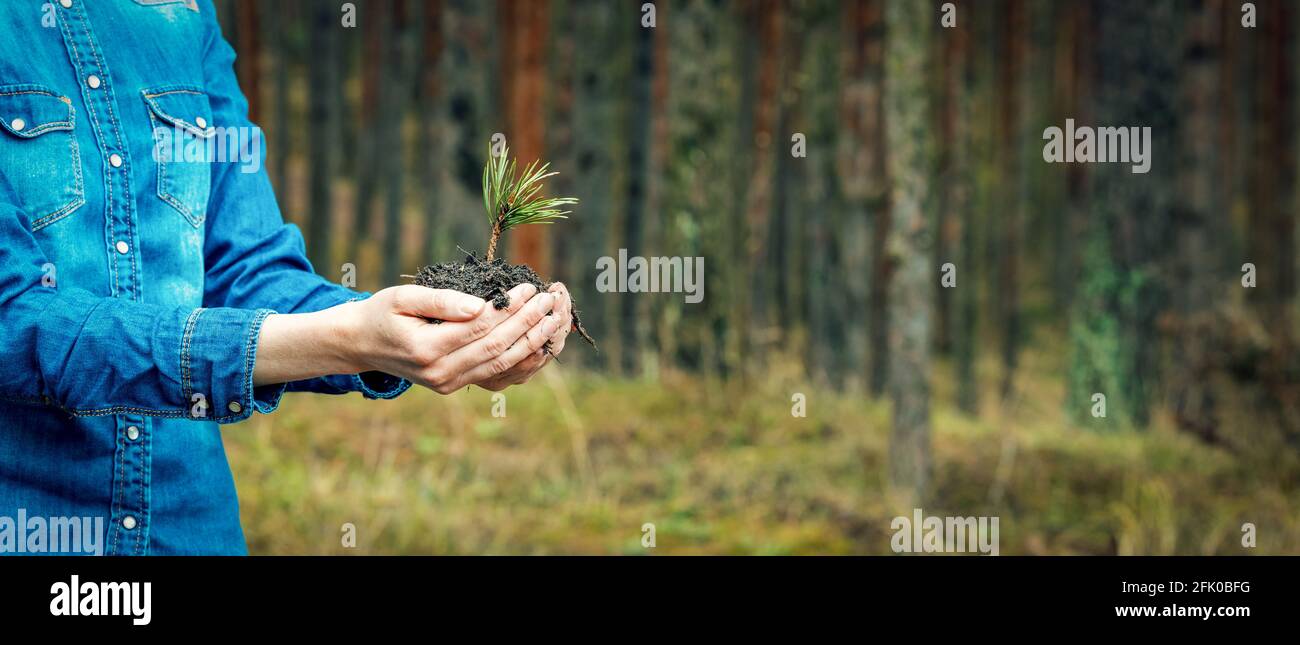 Pflanzen eines Waldes und Wiederaufforstung Konzept - Hände halten Kiefernbaum Sämling. Banner kopieren Raum Stockfoto