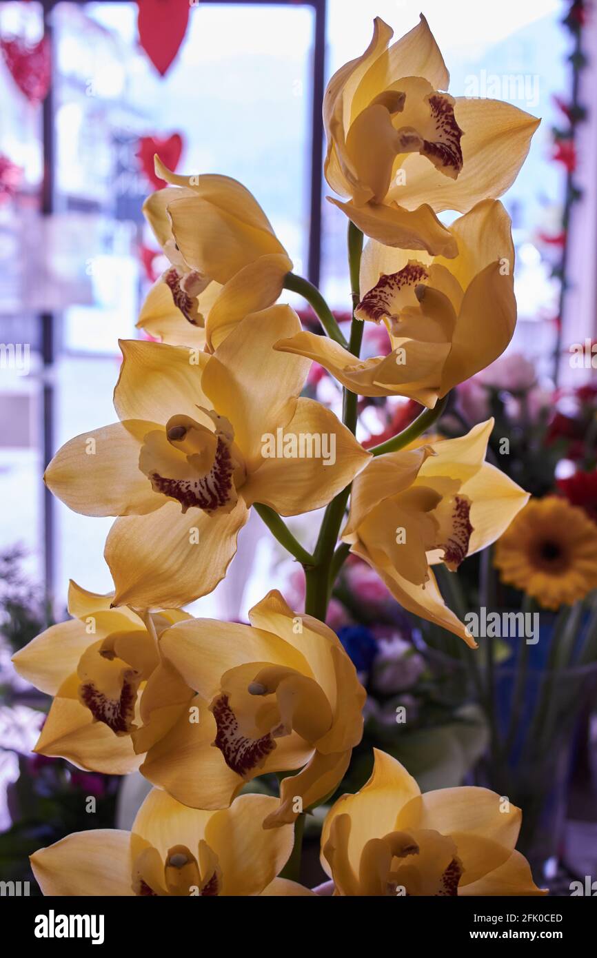 Orange Orchidee Stockfoto