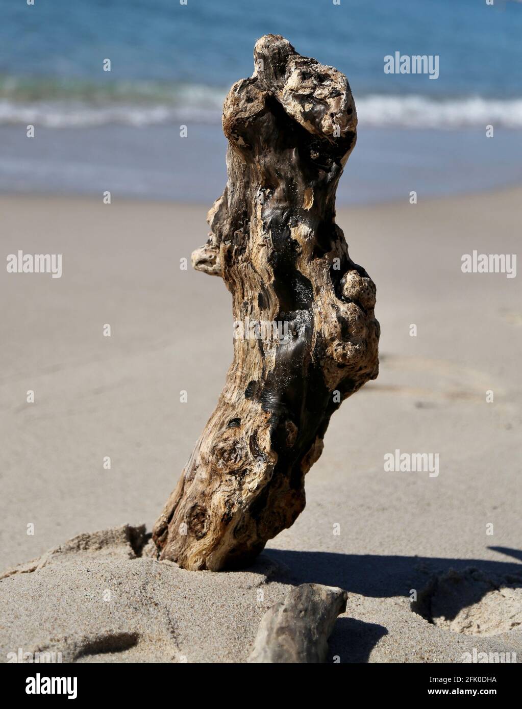 Braunes Treibholz, aufrecht im Sand stehend, auf Shire ausgewaschen und aufrecht aufgestellt, gegen blaues Meer und Wellen gerichtet Stockfoto