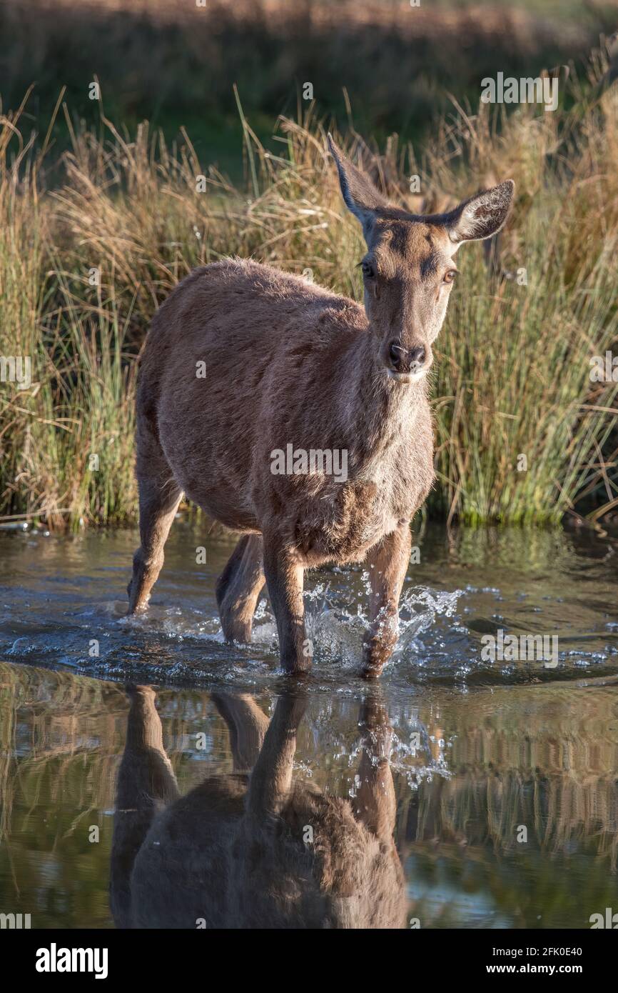 Hirsche, die in einem flachen Teich plantschen Stockfoto