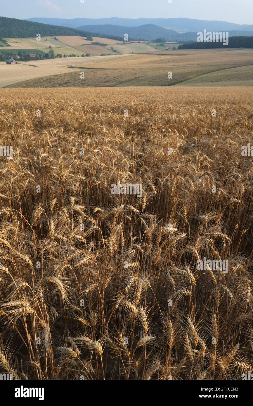 Weizenfiled im Sommer Stockfoto