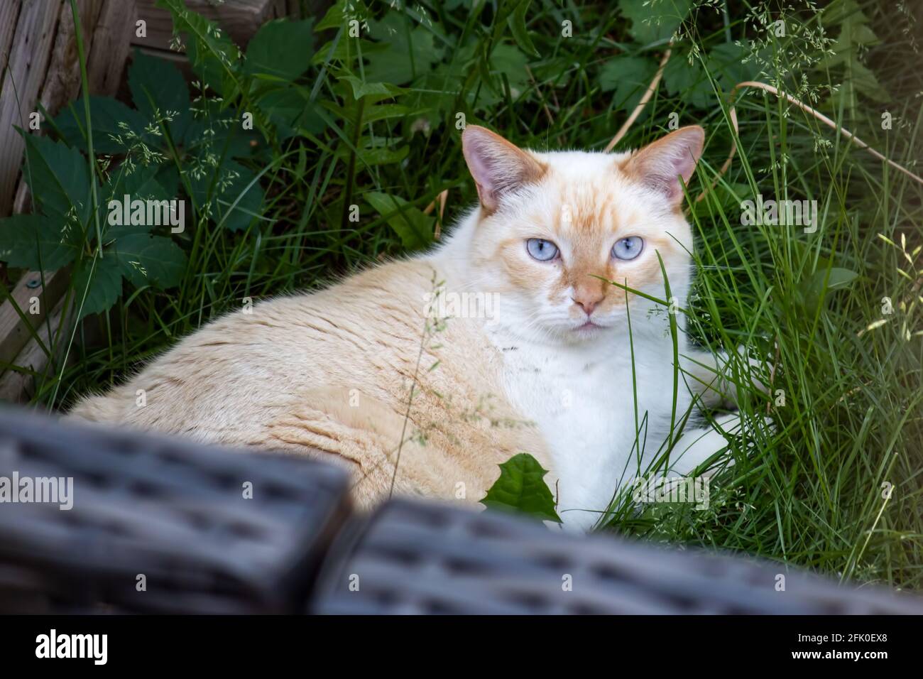 Eine helle Katze mit strahlend blauen Augen, die sich darin faulenzt Grasen und den Hof eines Nachbarn als seinen eigenen beanspruchen Stockfoto