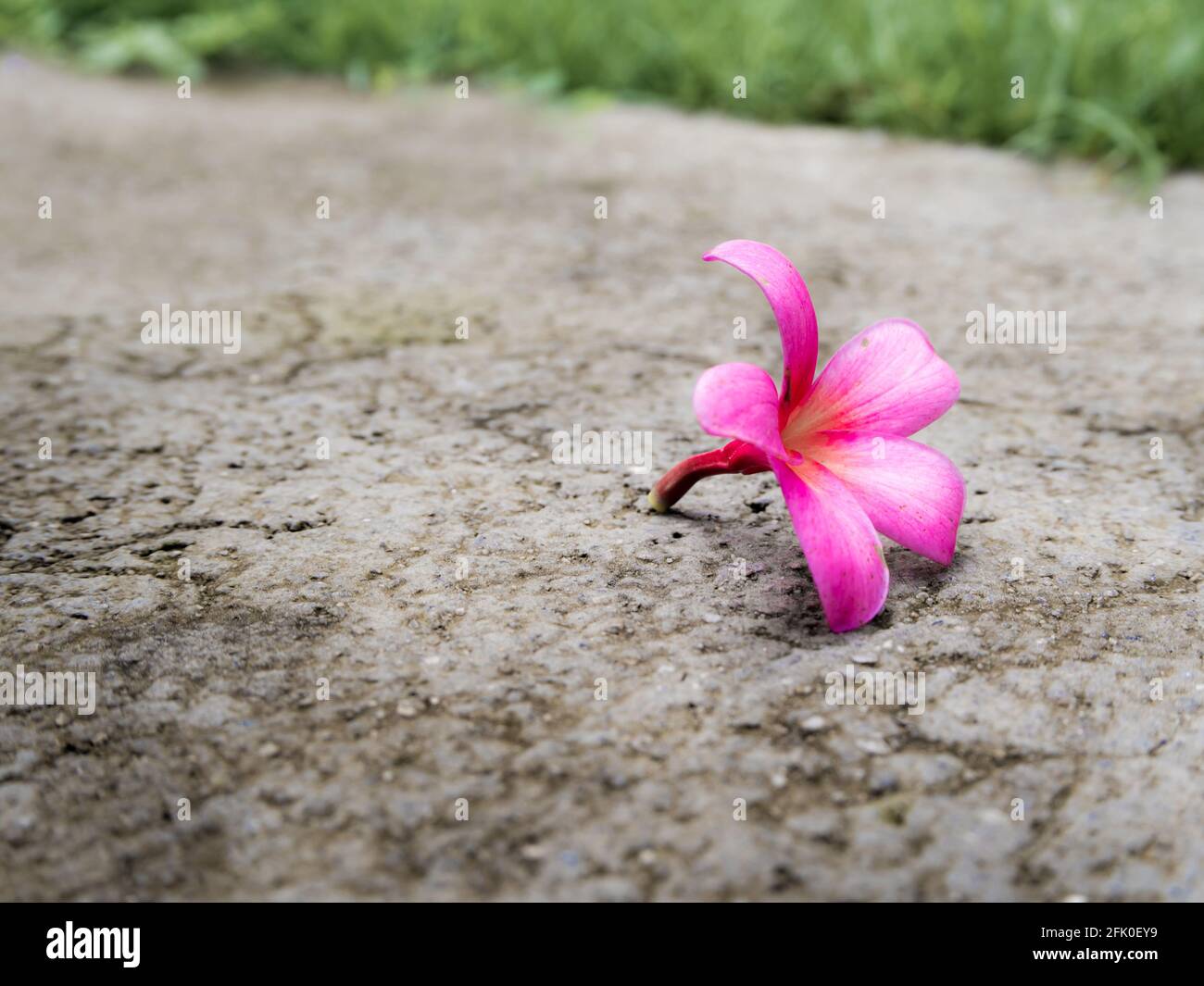 Pink Frangipani Blüten fallen auf Betonboden Stockfoto