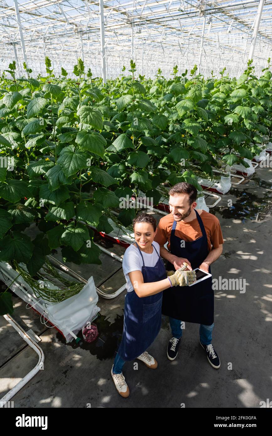 High-Angle-Ansicht interrassischer Kollegen mit digitalem Tablet in Gewächshaus Stockfoto