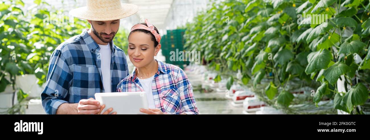 Lächelnde interracial Bauern Blick auf digitale Tablet im Gewächshaus, Banner Stockfoto