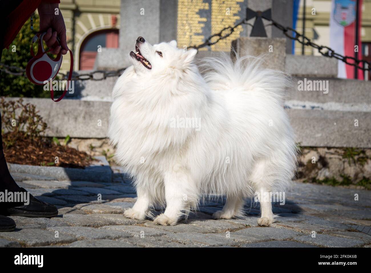 Weißer japanischer Spitz posiert in der Stadt Weitra, Österreich. Urbane Hundefotografie Stockfoto