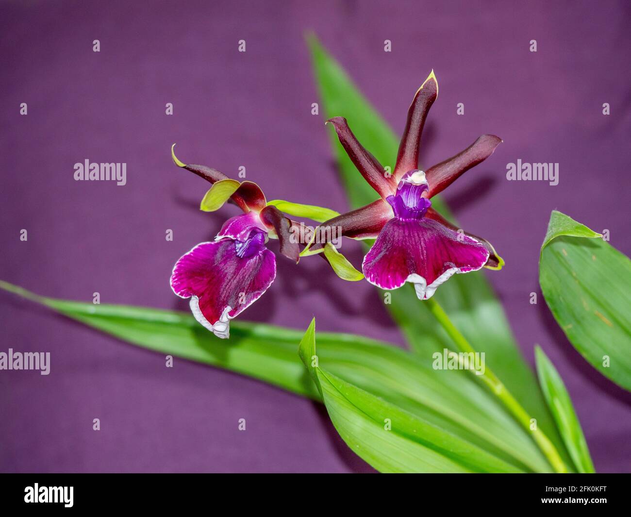 Tiefviolette Zygopetalum Orchidee blüht mit frischen grünen Blättern auf purpurem Hintergrund.schöne Blüten umrandet mit Grün. Stockfoto