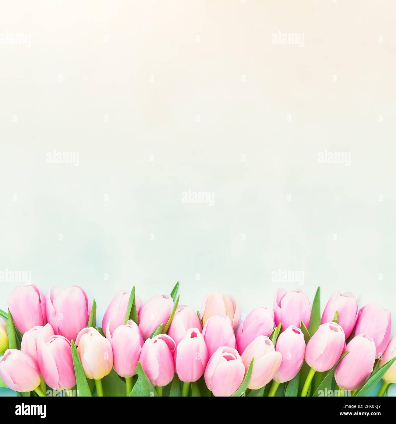 Rand von rosa Tulpenblüten auf einem pastellfarbenen Hintergrund, selektiver Fokus. Muttertag, Bachelorette, Geburtstagsfeier Konzept. Draufsicht, Kopierbereich fo Stockfoto