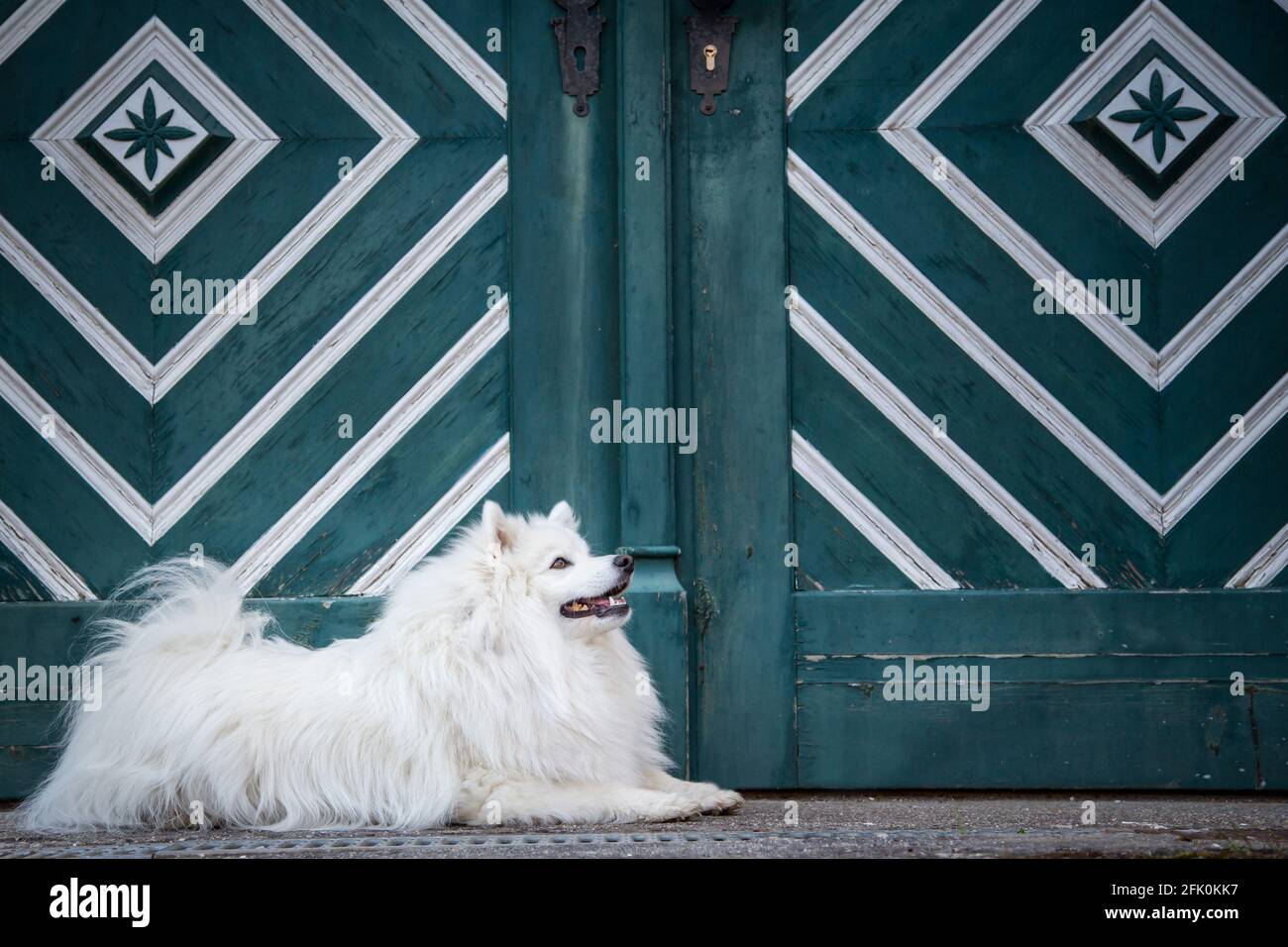 Weißer japanischer Spitz posiert in der Stadt Weitra, Österreich. Urbane Hundefotografie Stockfoto