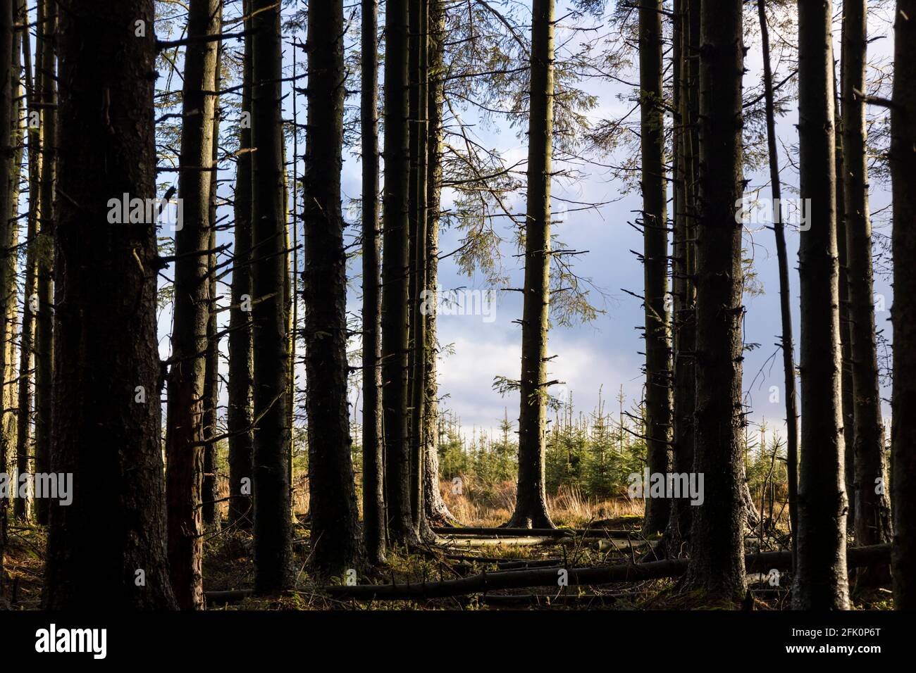 Detail der Bäume, Stainburn Forest Stockfoto
