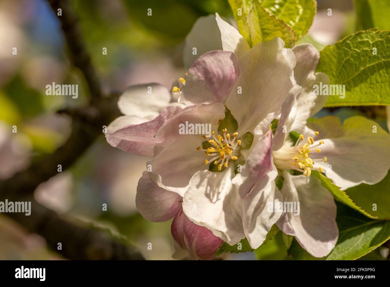 Malus bramley sämling Fotos und Bildmaterial in hoher Auflösung Alamy