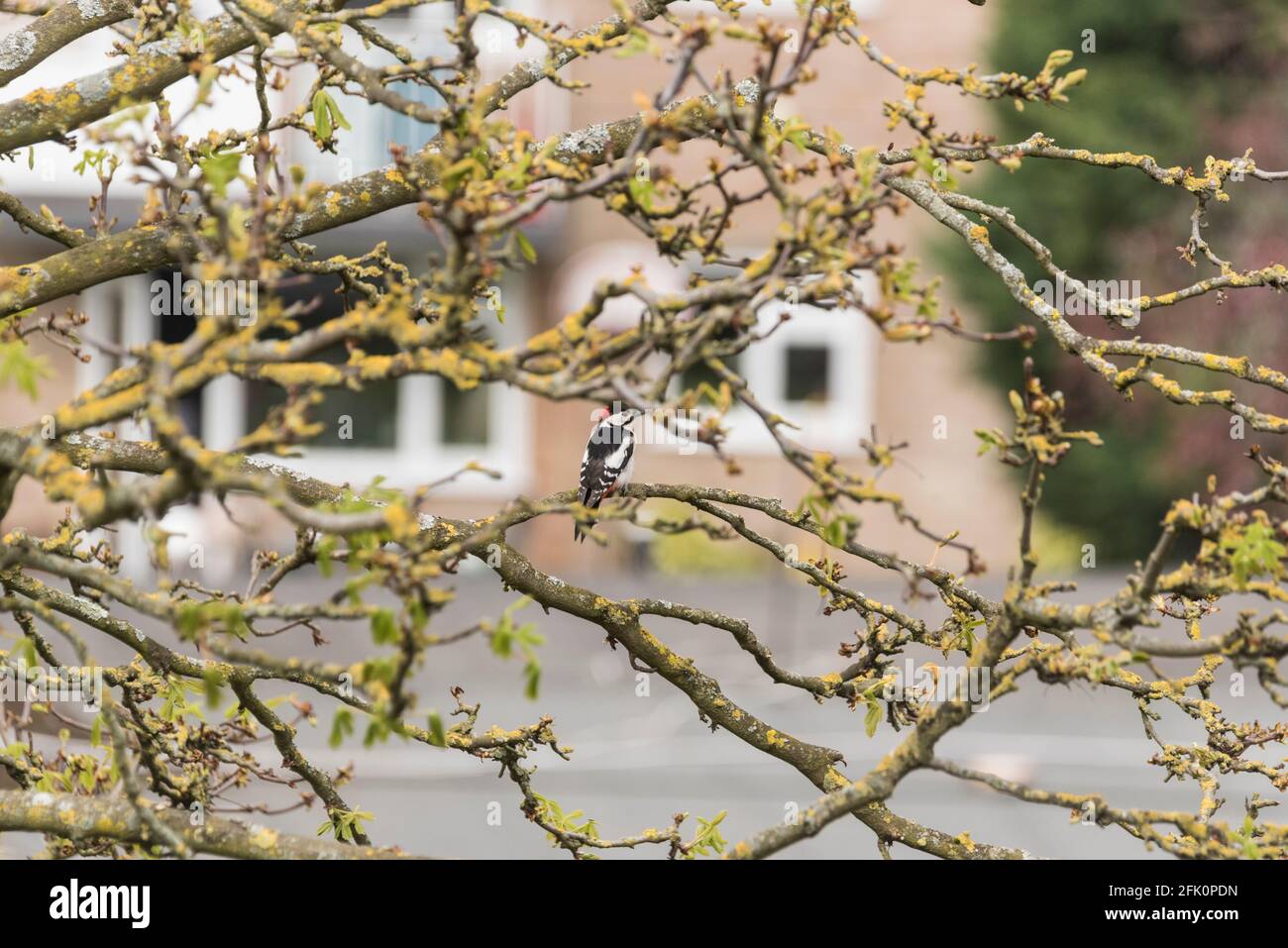 Great Spotted Woodpecker (Dendrocopos Major) thront in einem Gartenbaum Stockfoto