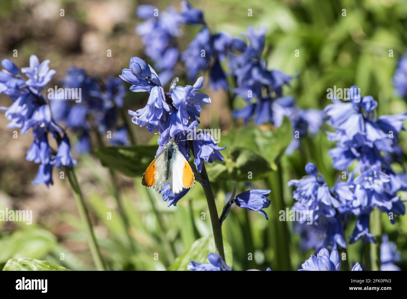 Futtersuche männliche Orange-Spitze (Anthocharis cardamine) Stockfoto
