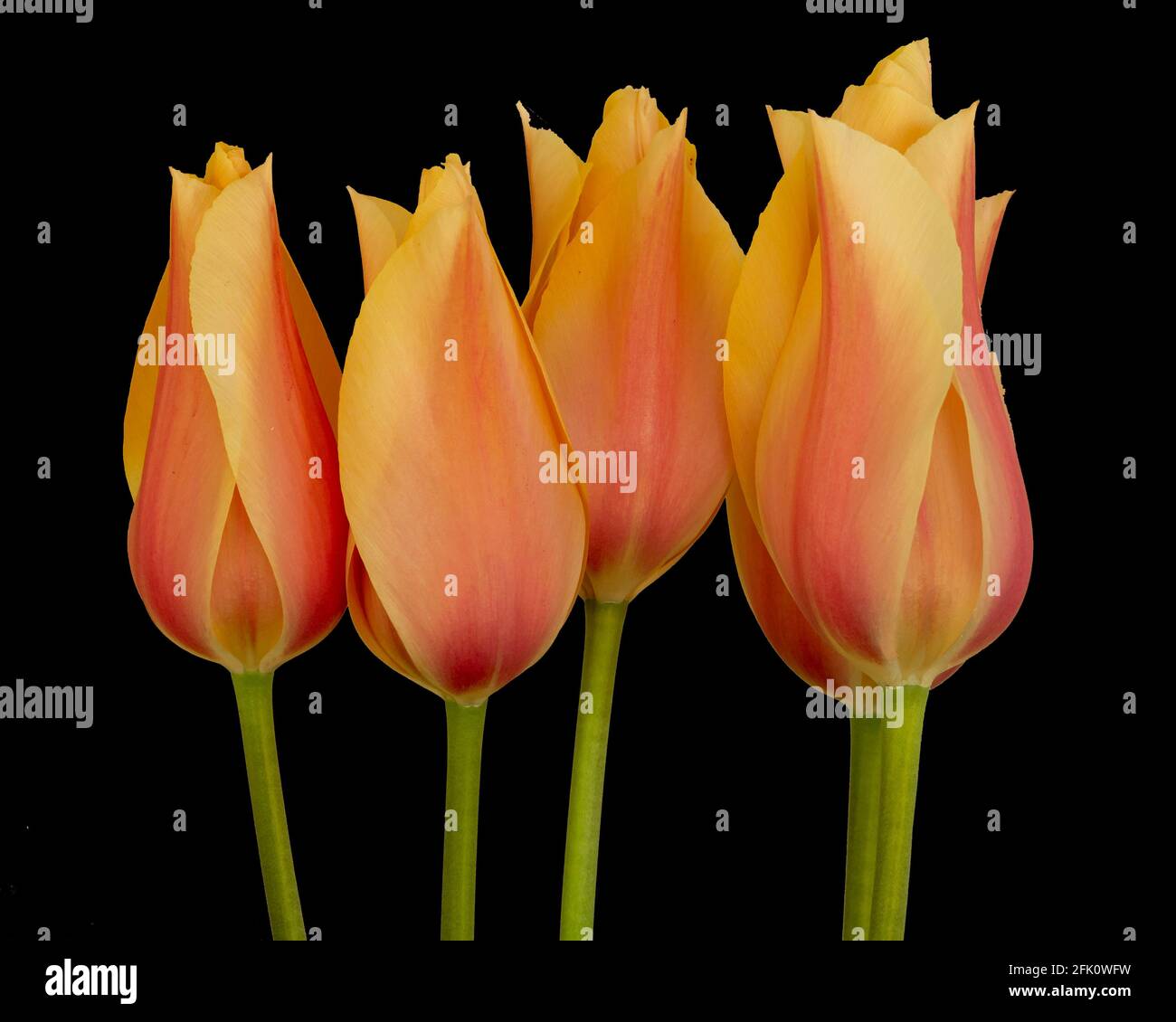 Schöne Pfirsich Tulpe Blumen vor einem dunklen Hintergrund Stockfoto
