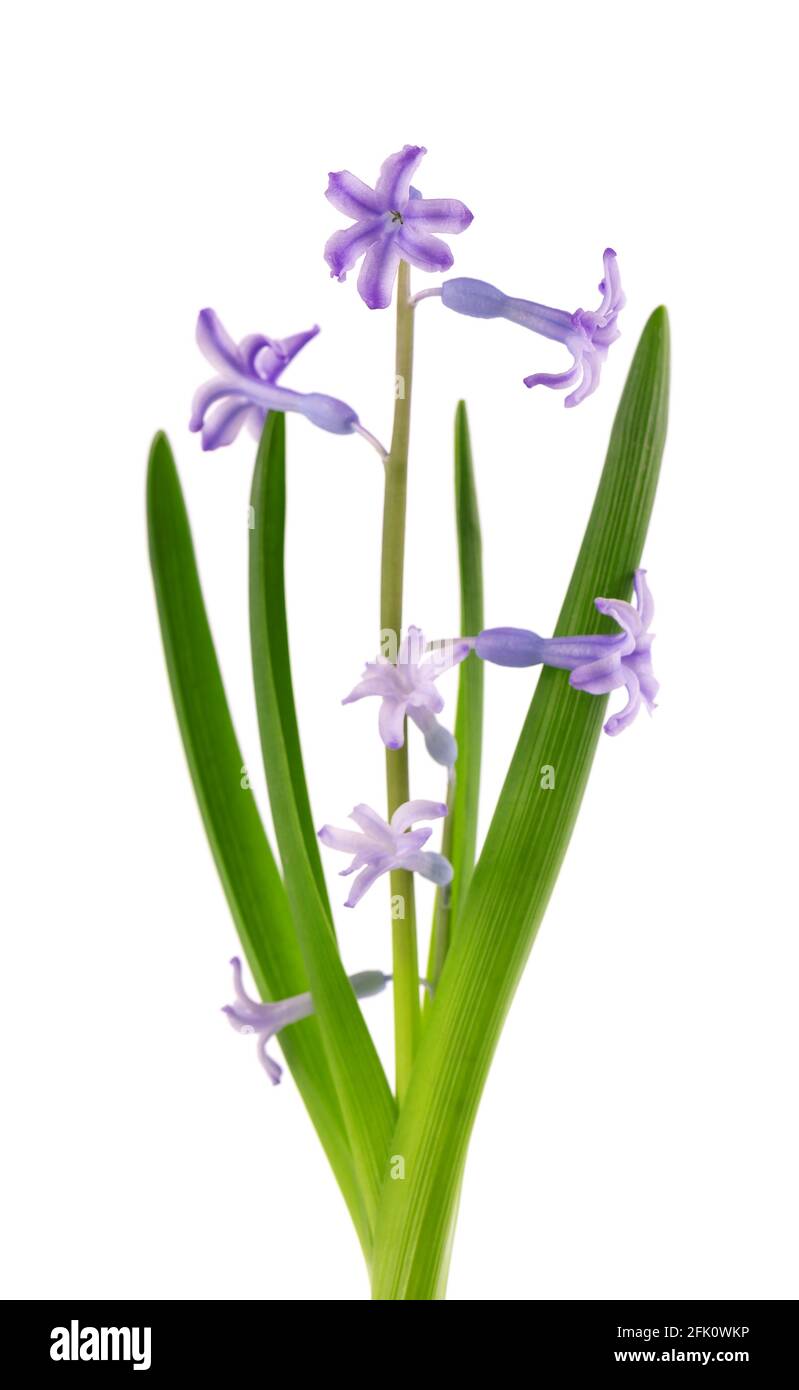Wilde Hyazinthe-Blüten isoliert auf weißem Hintergrund. Hyacinthus orientalis. Wunderschöne Frühlingsblumen. Stockfoto