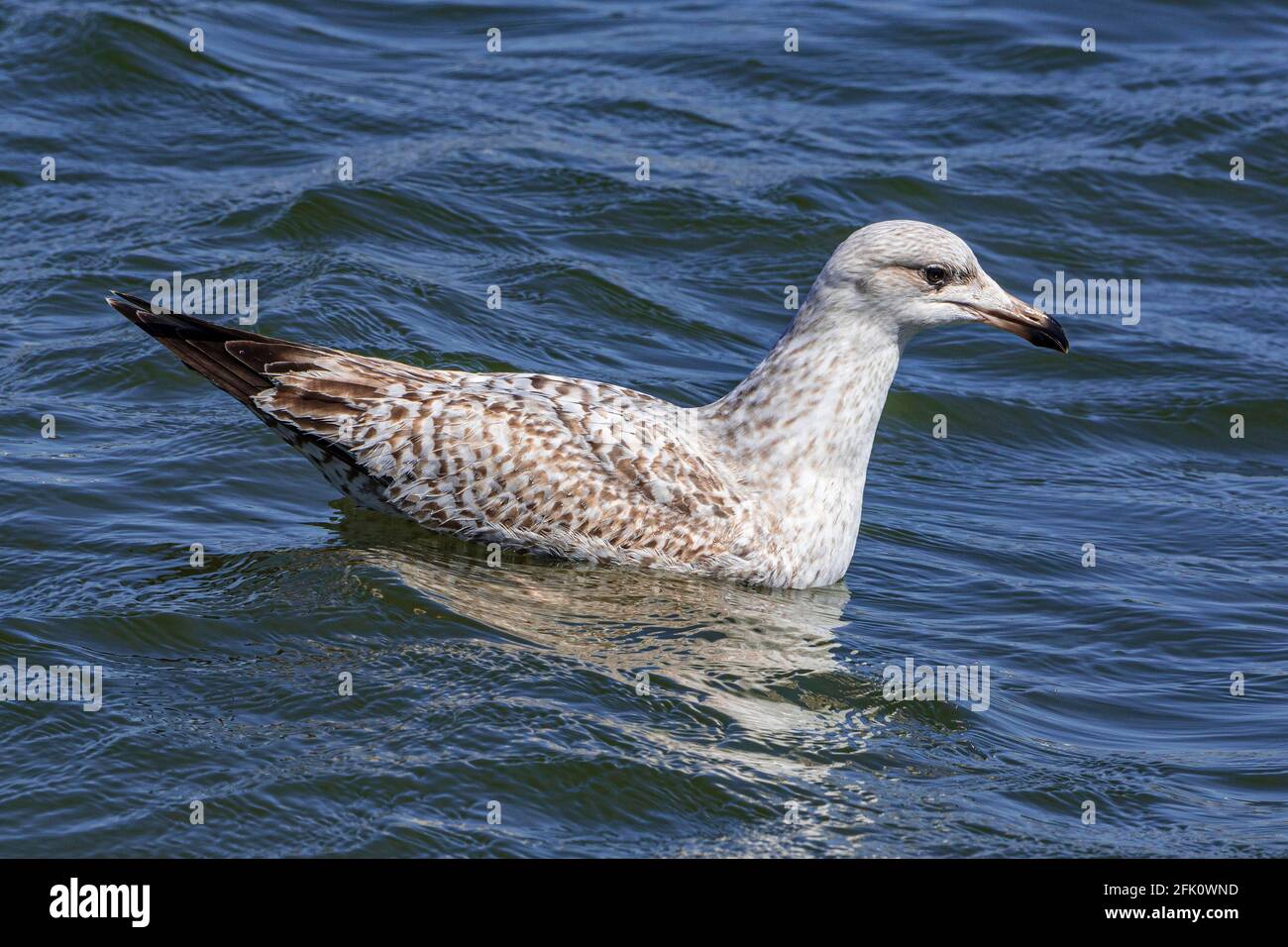 Silbermöwe. Stockfoto