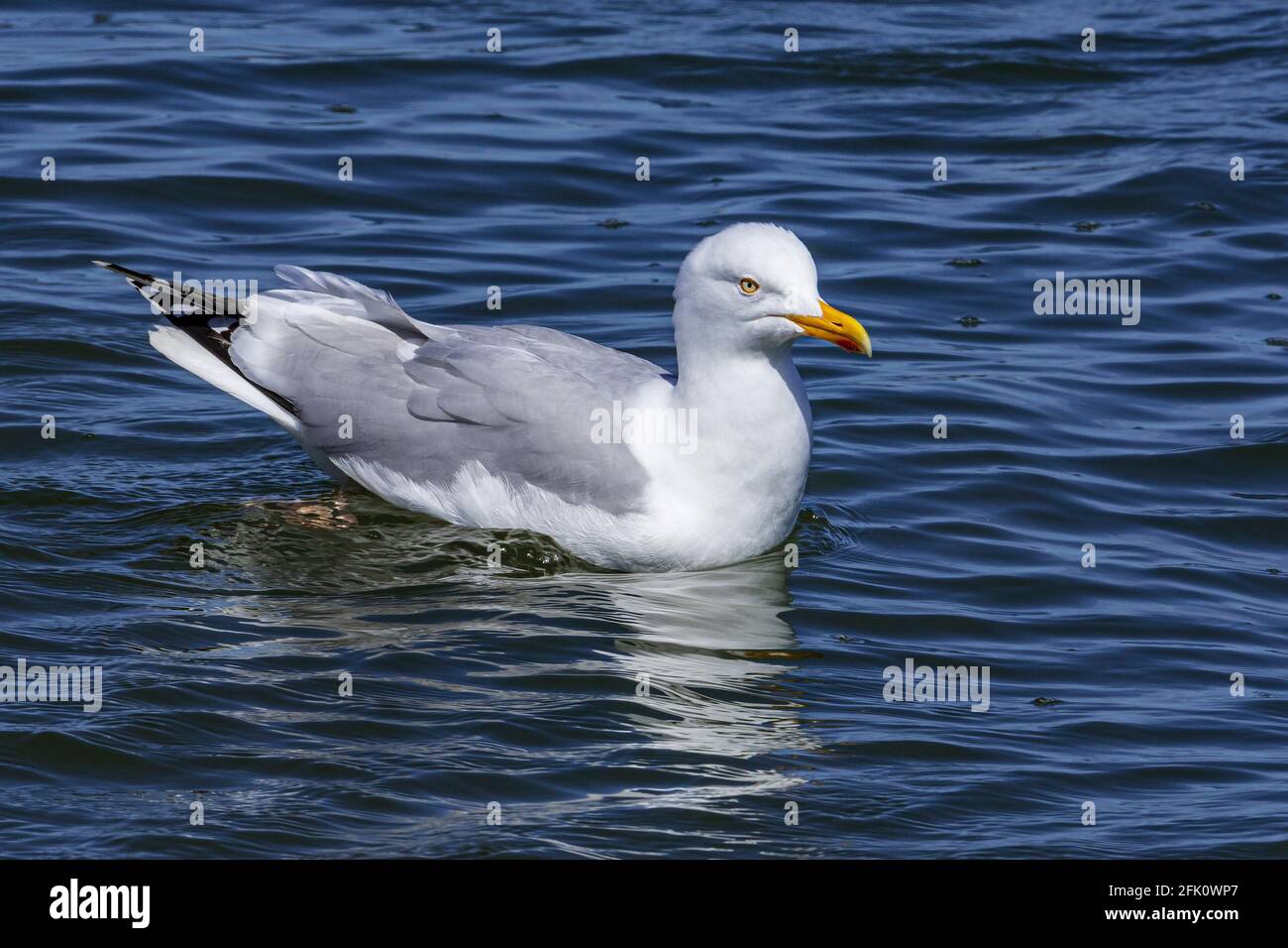 Heringmöwe. Erwachsene Vögel. Stockfoto