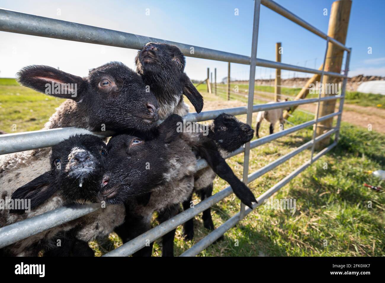 Suffolk Mule Cross Lämmer warten auf die Flaschenernährung Blick durch Tor, Cotswolds, Gloucestershire, England, Vereinigtes Königreich, Europa Stockfoto