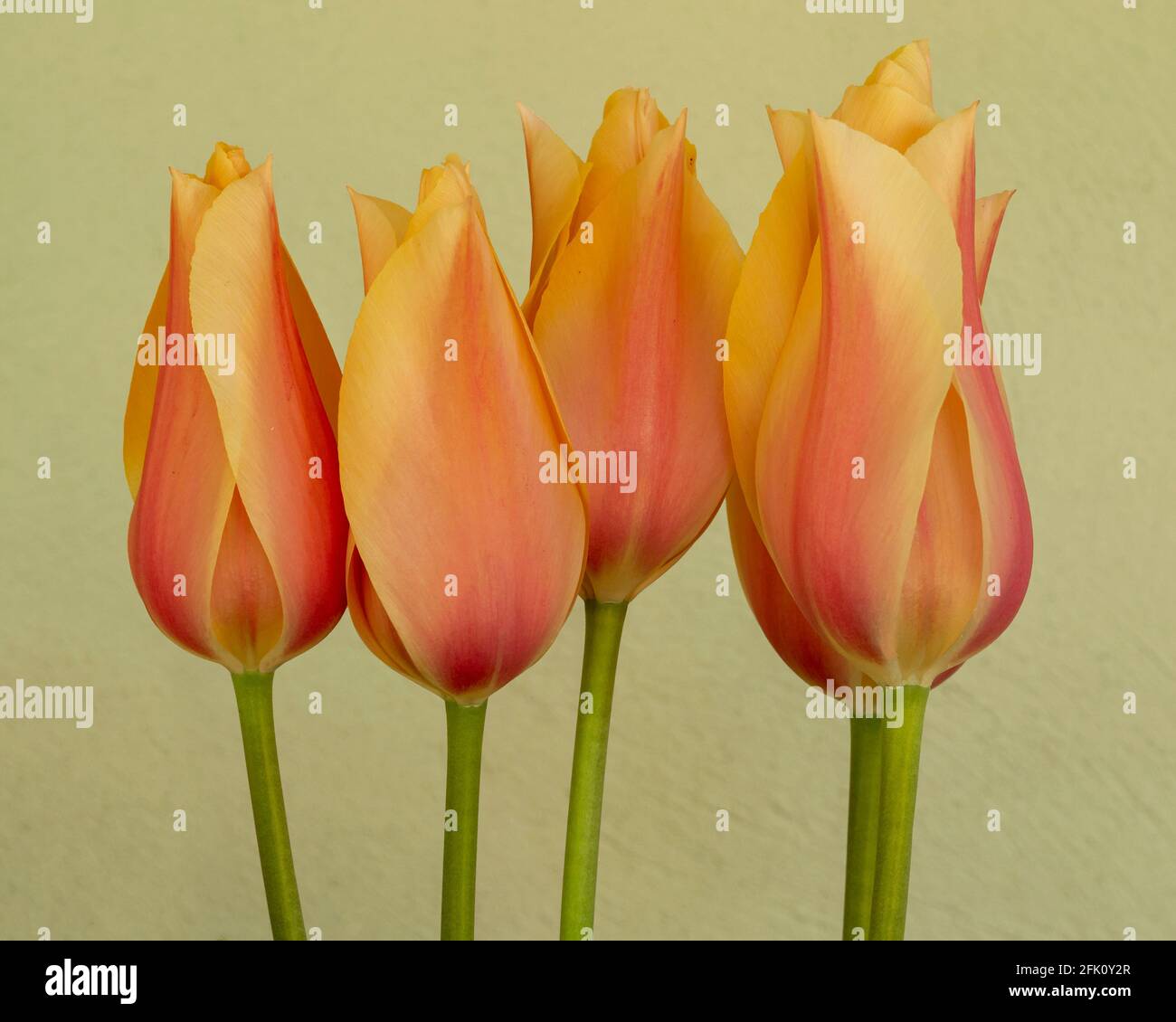 Schöne Pfirsich Tulpe Blumen vor einem einfachen Hintergrund Stockfoto