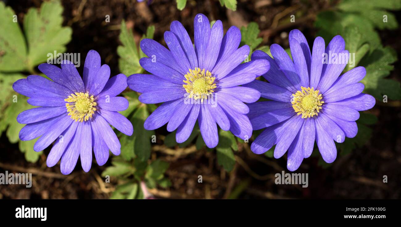 Eine Nahaufnahme eines Trios von Anemone Blanda. Stockfoto